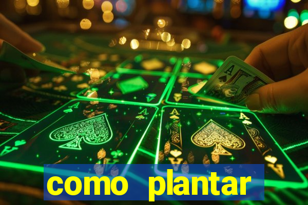 como plantar gergelim no vaso